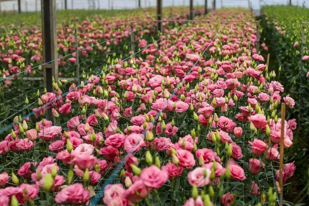 O que fazer em Holambra: roteiro na Cidade das Flores 3 O que fazer em Holambra. Visitar o Marcena Flores