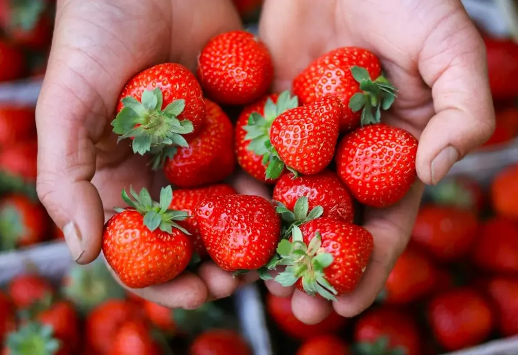Calendário de festas do Circuito das Frutas 2026