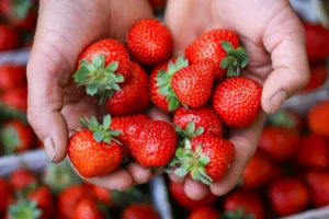 Calendário de festas do Circuito das Frutas 2026