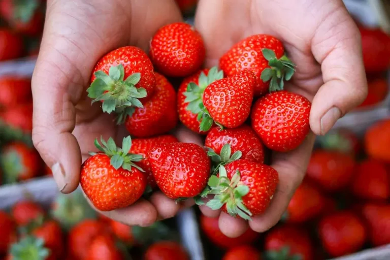 Calendário de festas do Circuito das Frutas 2026